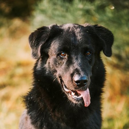 HUnd Quadrat